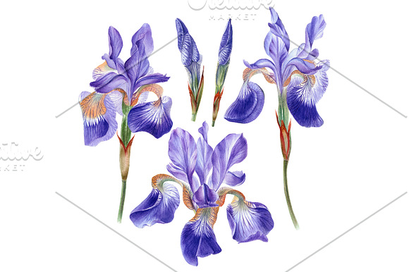 Irises set in Illustrations - product preview 2