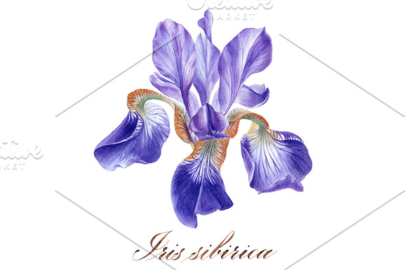Irises set in Illustrations - product preview 3