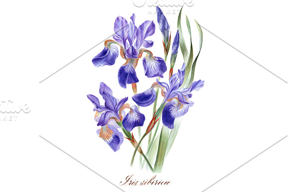 Irises set in Illustrations - product preview 4