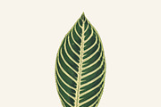 Illustration Beautiful Leaved Plant