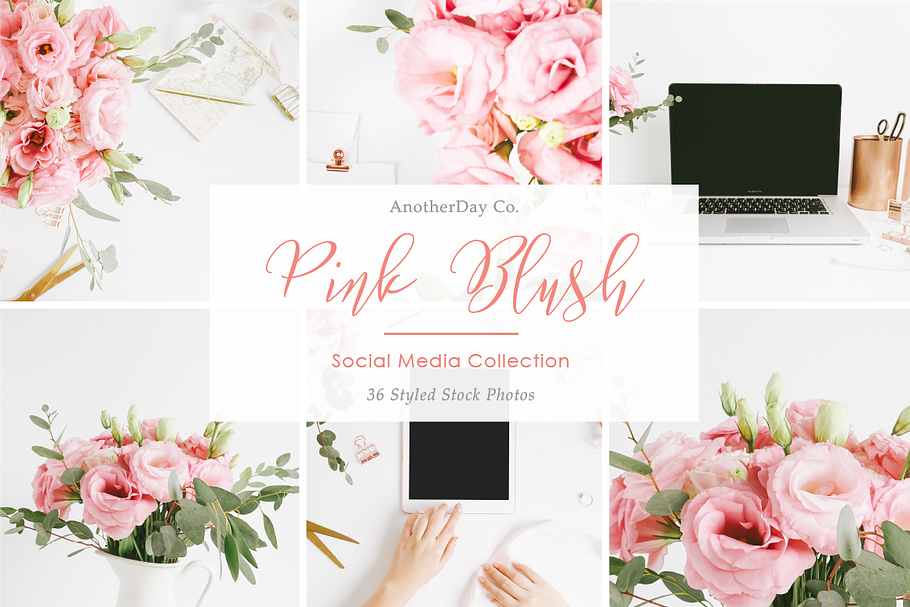 Pink Blush Styled Stock Photos