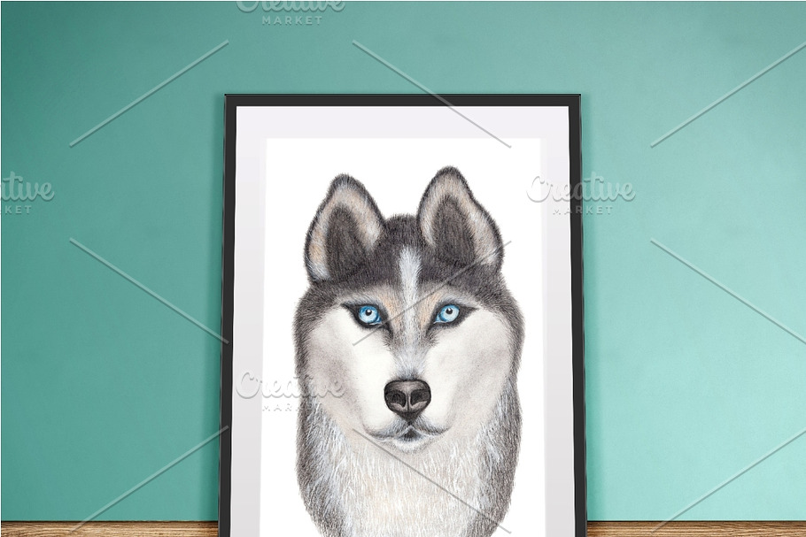 Siberian Husky Drawing in Illustrations - product preview 8