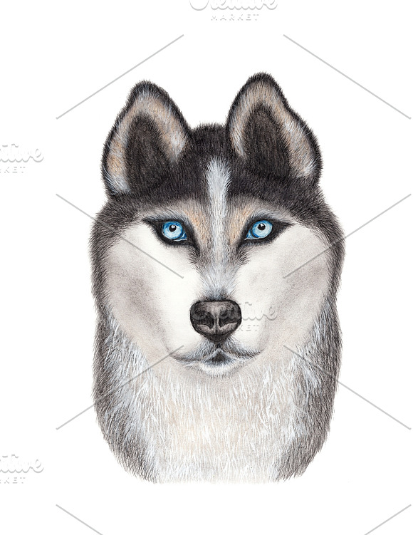 Siberian Husky Drawing in Illustrations - product preview 1