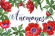 Anemones set