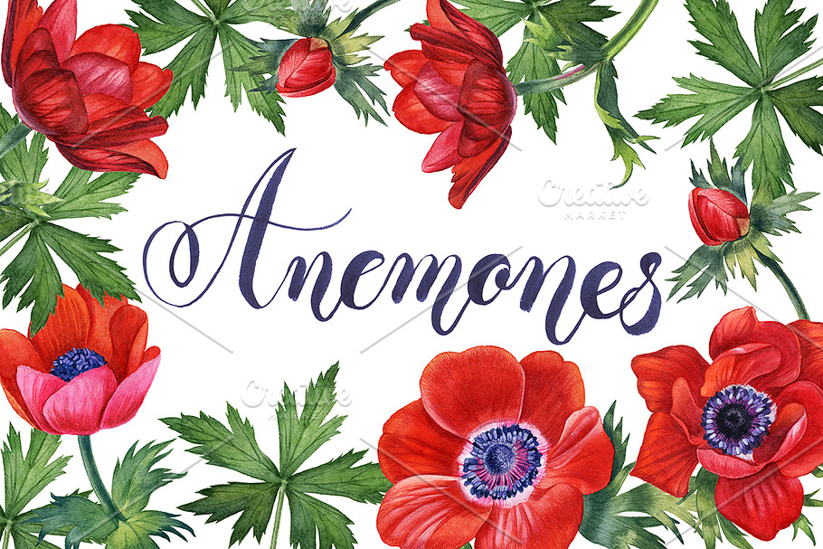 Anemones set in Illustrations - product preview 8