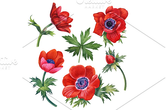 Anemones set in Illustrations - product preview 1