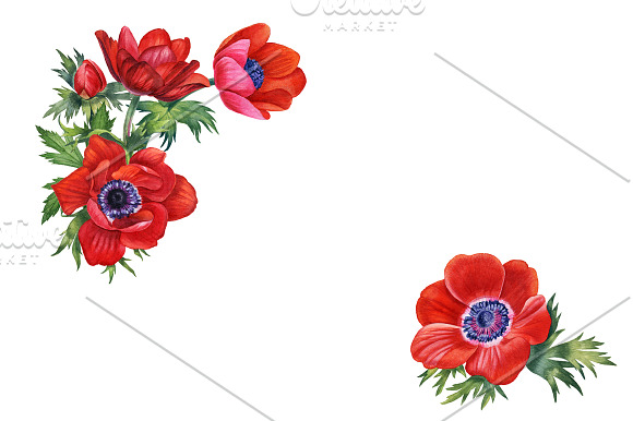 Anemones set in Illustrations - product preview 4