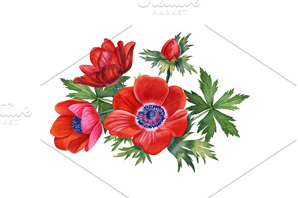 Anemones set in Illustrations - product preview 5