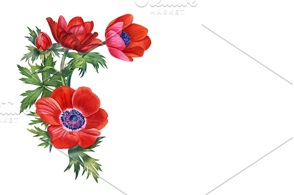 Anemones set in Illustrations - product preview 6