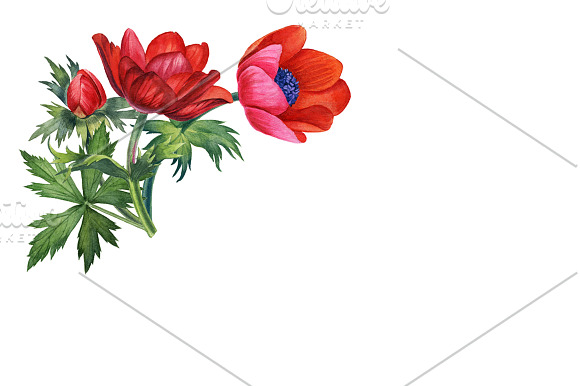 Anemones set in Illustrations - product preview 7