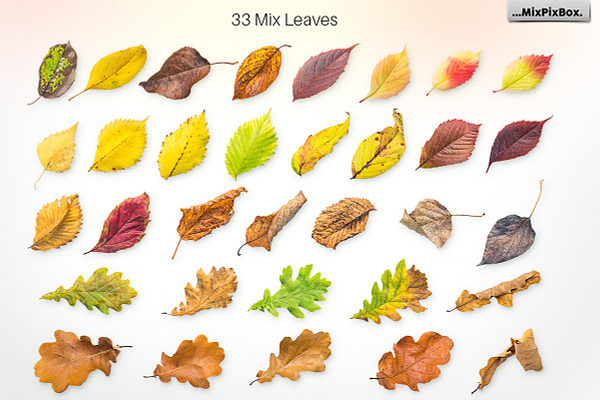 Autumn Leaves -Png Elements & Scenes