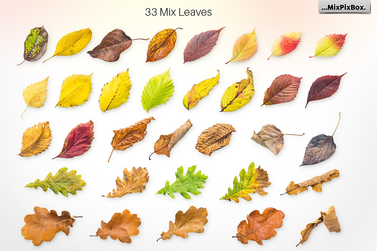 Autumn Leaves -Png Elements & Scenes in Photoshop Layer Styles - product preview 8