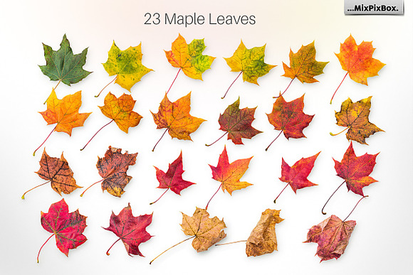 Autumn Leaves -Png Elements & Scenes in Photoshop Layer Styles - product preview 1