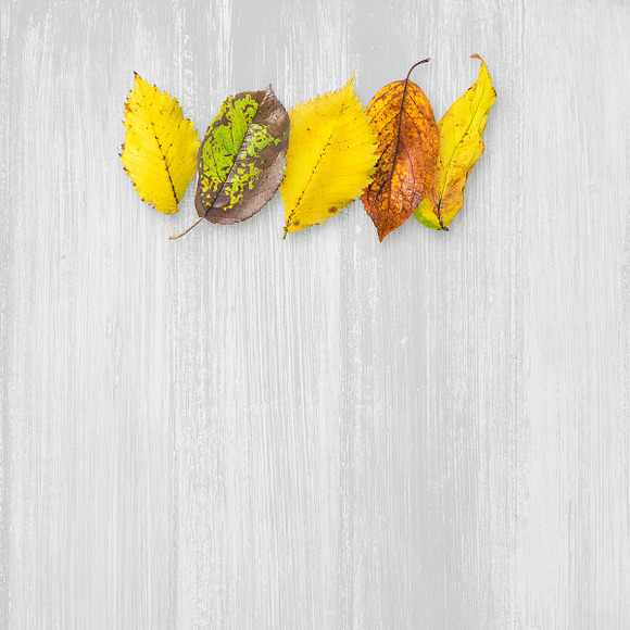 Autumn Leaves -Png Elements & Scenes in Photoshop Layer Styles - product preview 3