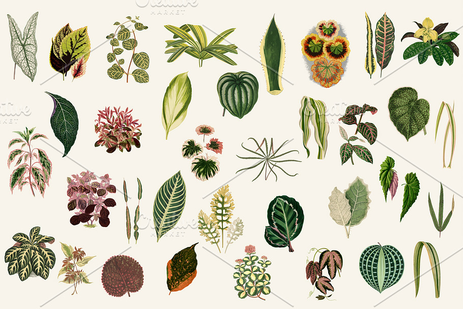 Illustration of Leaved Plant