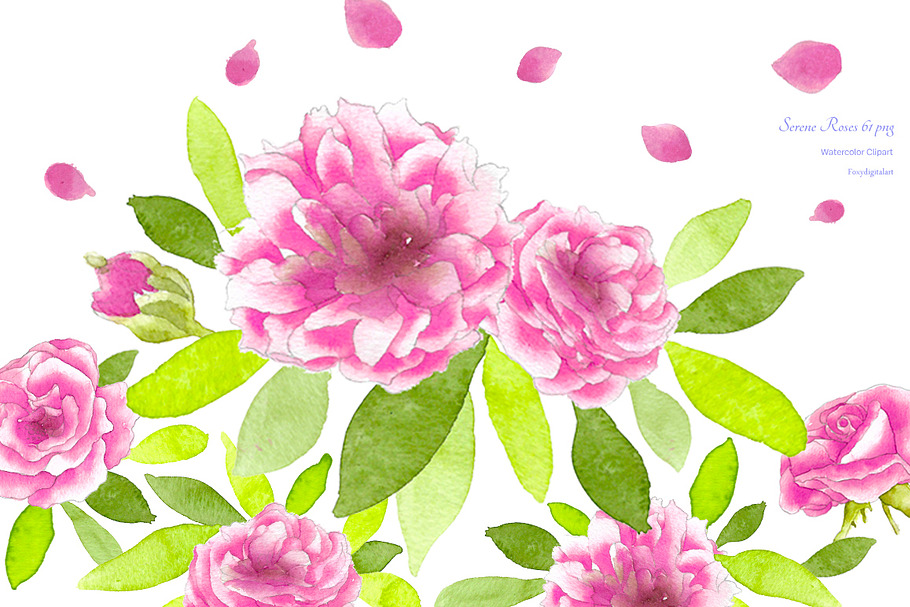 Pink Roses Watercolor Flowers CL59  in Illustrations - product preview 8