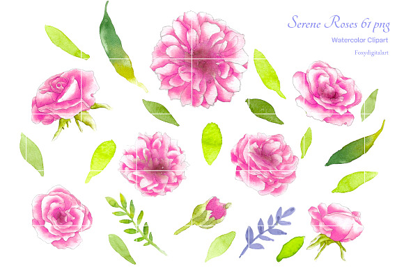 Pink Roses Watercolor Flowers CL59  in Illustrations - product preview 2