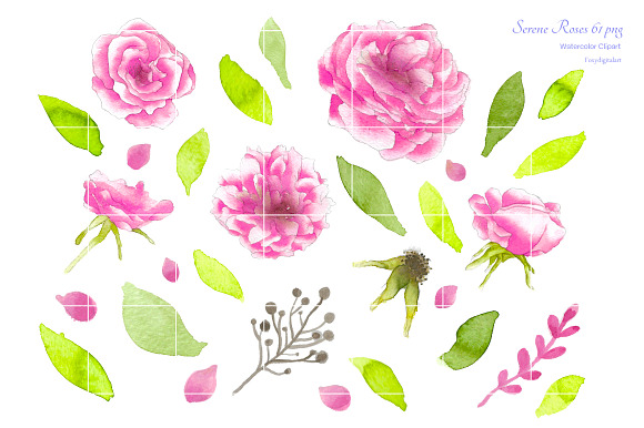 Pink Roses Watercolor Flowers CL59  in Illustrations - product preview 3