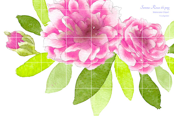 Pink Roses Watercolor Flowers CL59  in Illustrations - product preview 4