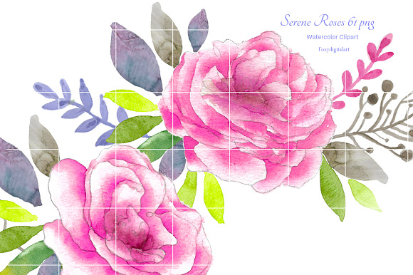 Pink Roses Watercolor Flowers CL59  in Illustrations - product preview 5