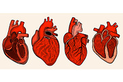 Real heart. Vector illustration