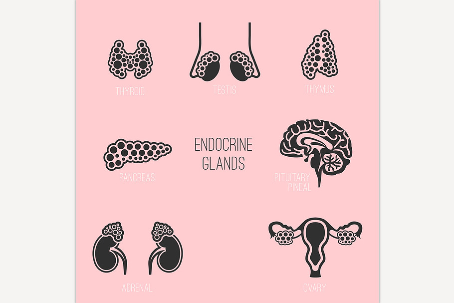 Endocrine Glands Image in Graphics - product preview 8