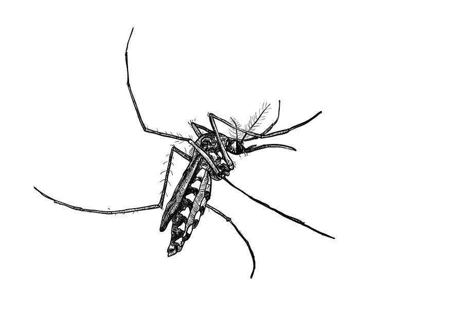 Sketch of mosquito on white in Illustrations - product preview 8