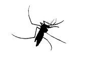 Silhouett of mosquito