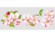 Apple tree blossoms PNG