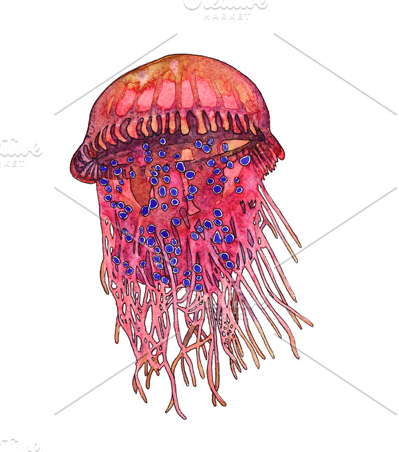 Watercolor jellyfish clipart in Illustrations - product preview 2
