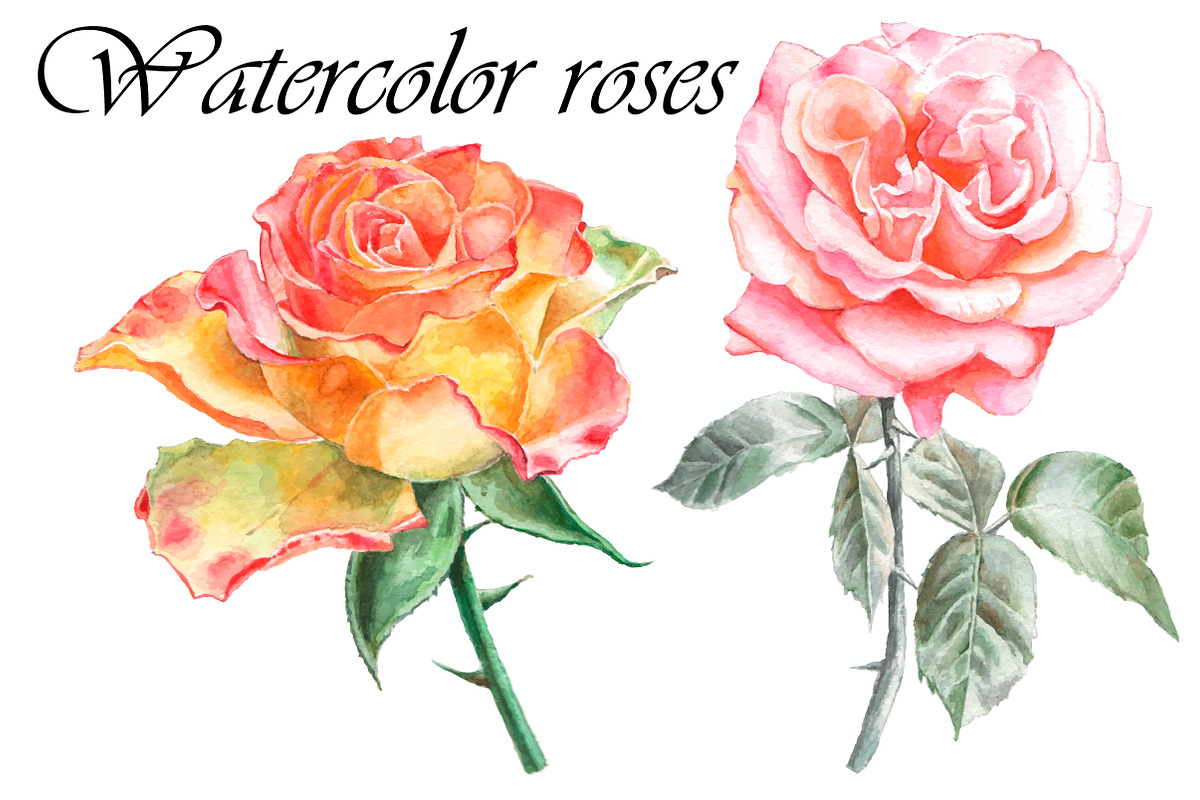 Watercolor roses in Illustrations - product preview 8