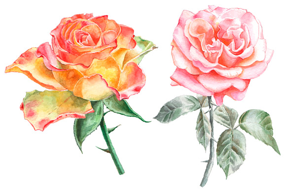 Watercolor roses in Illustrations - product preview 1