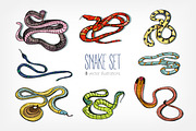 Collection of beautiful snakes
