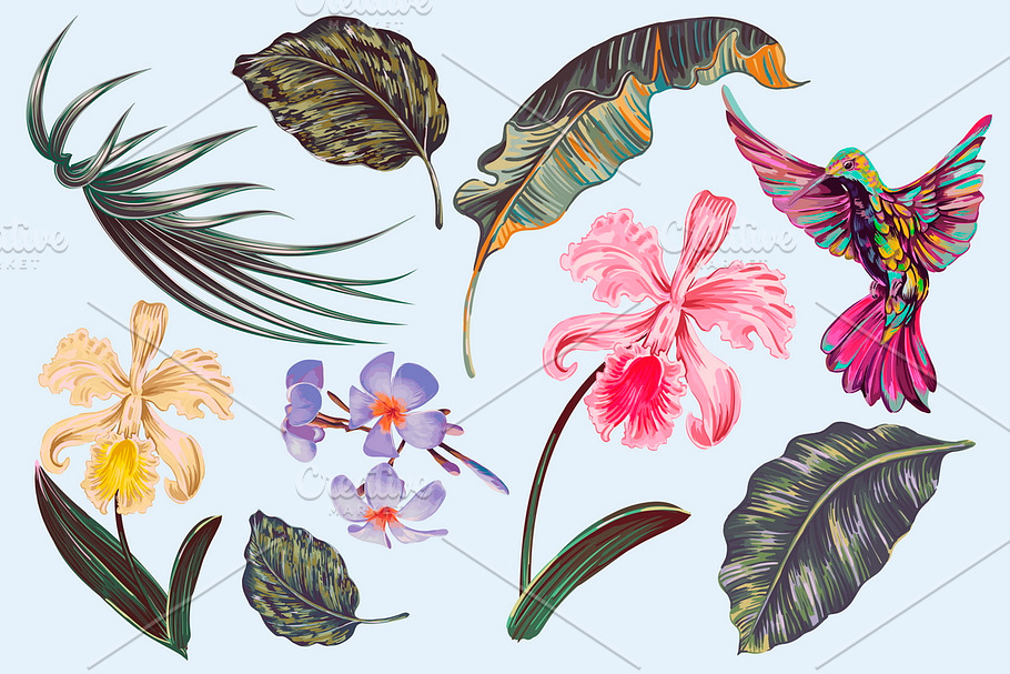 Tropical exotic illustrations