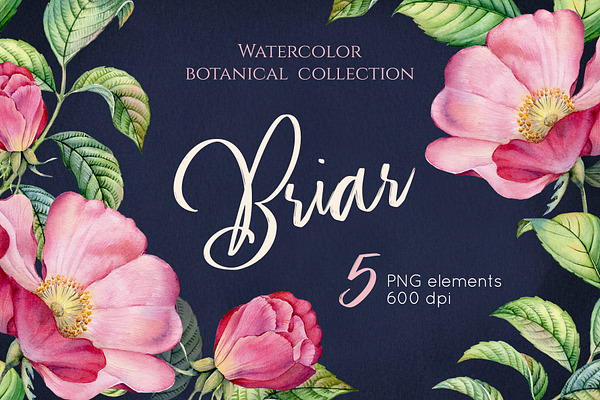 Watercolor Botanical Briar Flowers