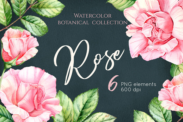 Watercolor Botanical Rose Flowers