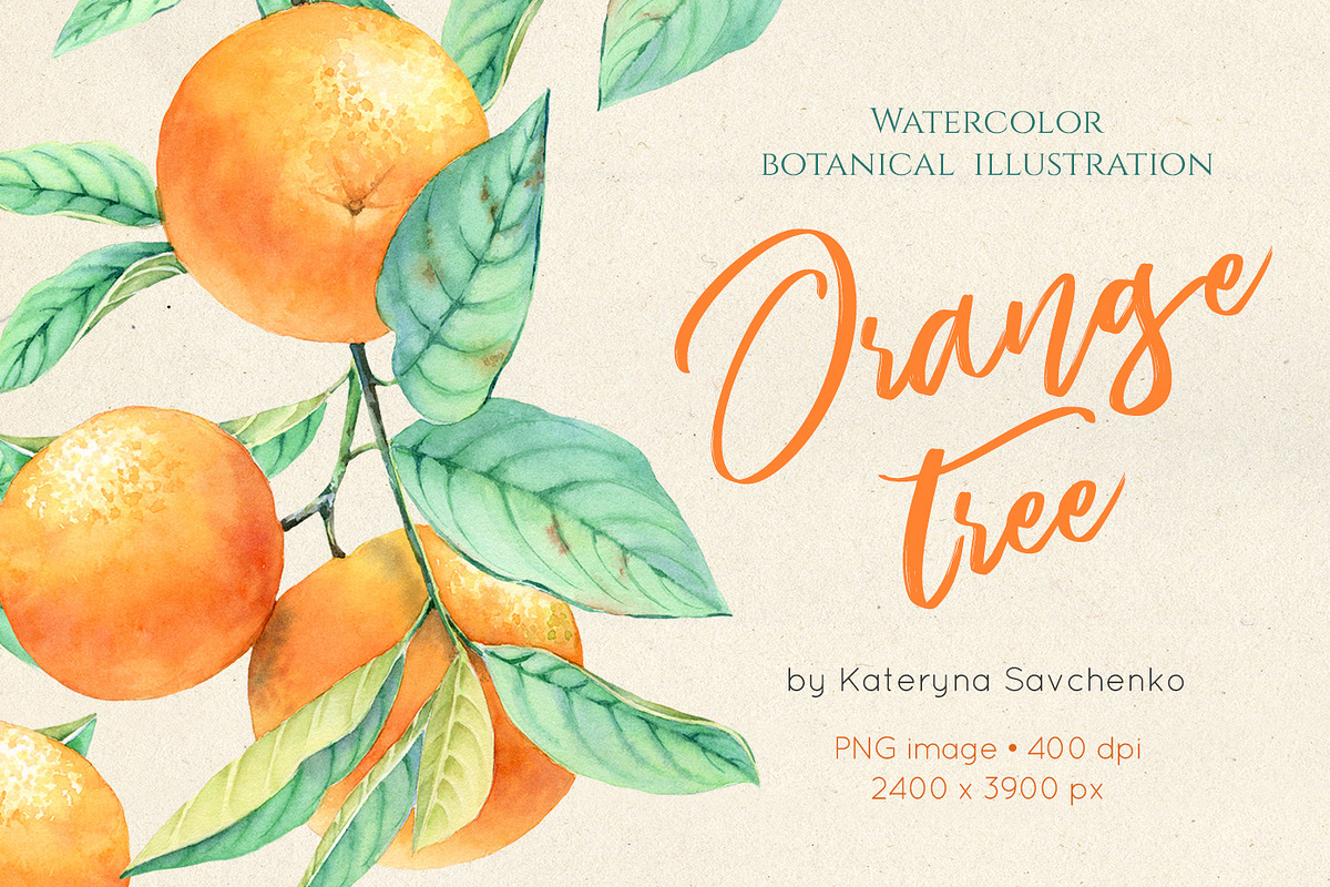 Orange Tree - Botanical Watercolor in Graphics - product preview 8