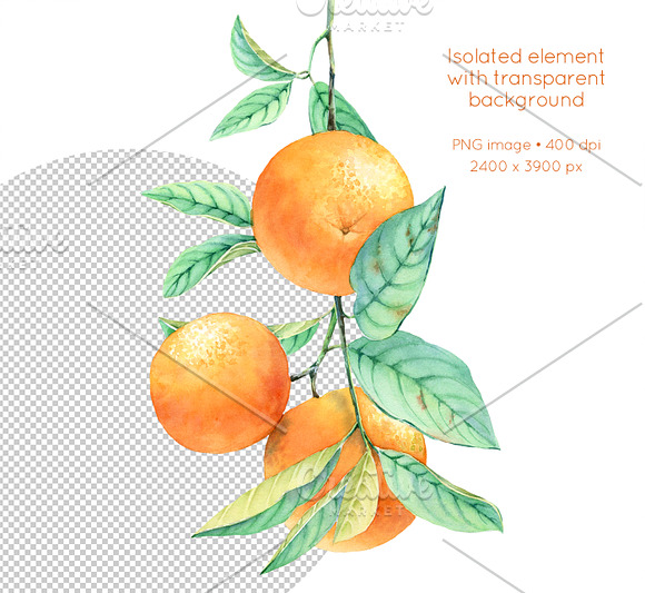 Orange Tree - Botanical Watercolor in Graphics - product preview 1