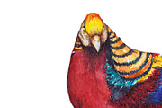 Watercolor animal bird pheasant art