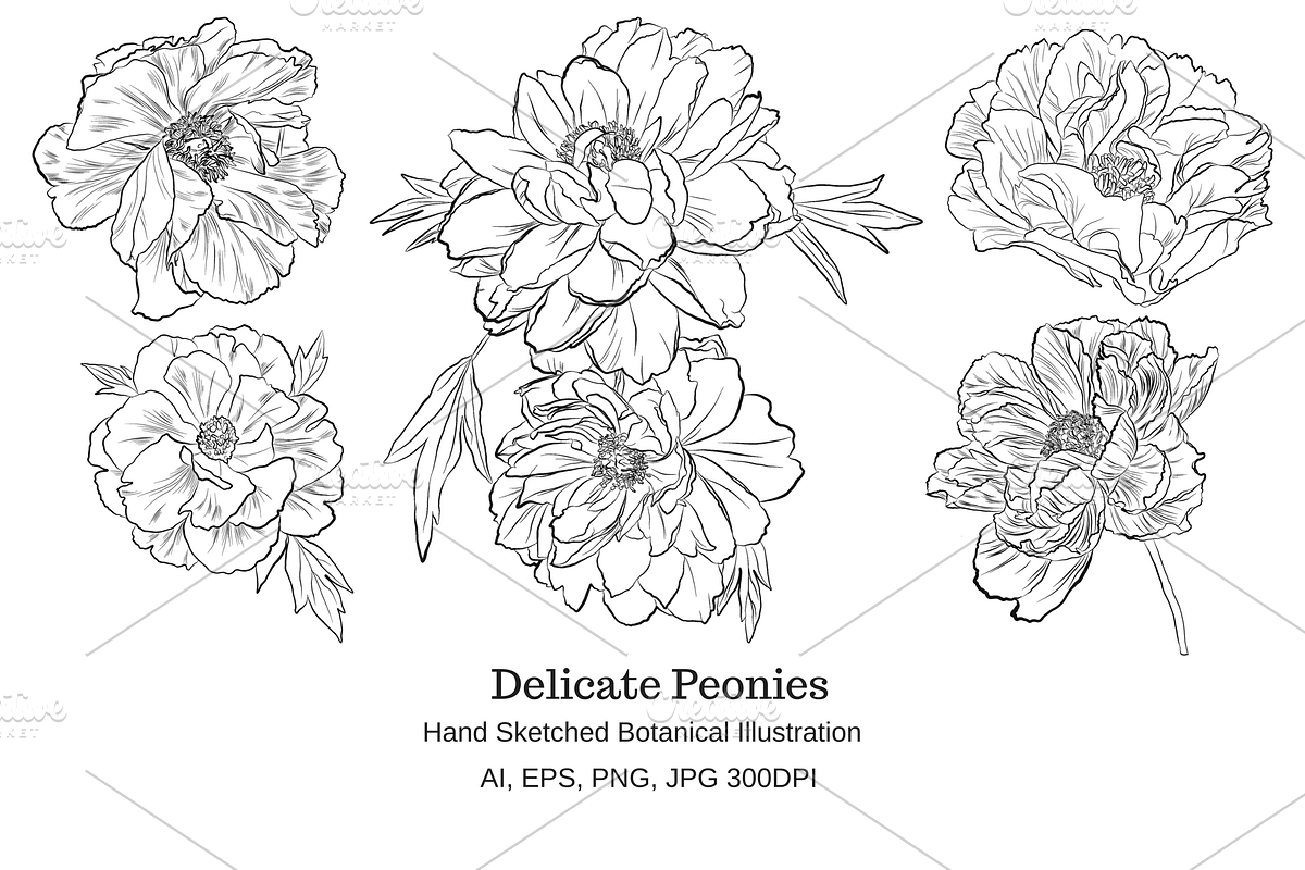 Delicate Peonies in Objects - product preview 8