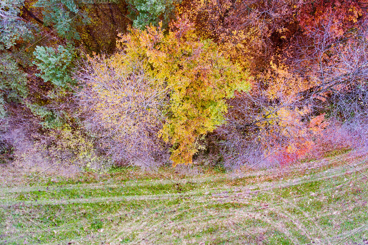 Aerial view of colorful autumn forest. in Graphics - product preview 8