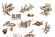 Bundle of 10 olive vectors set 1