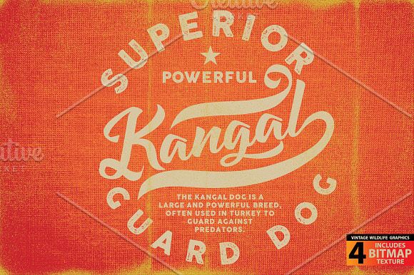 KANGAL - Vector illustration in Illustrations - product preview 3