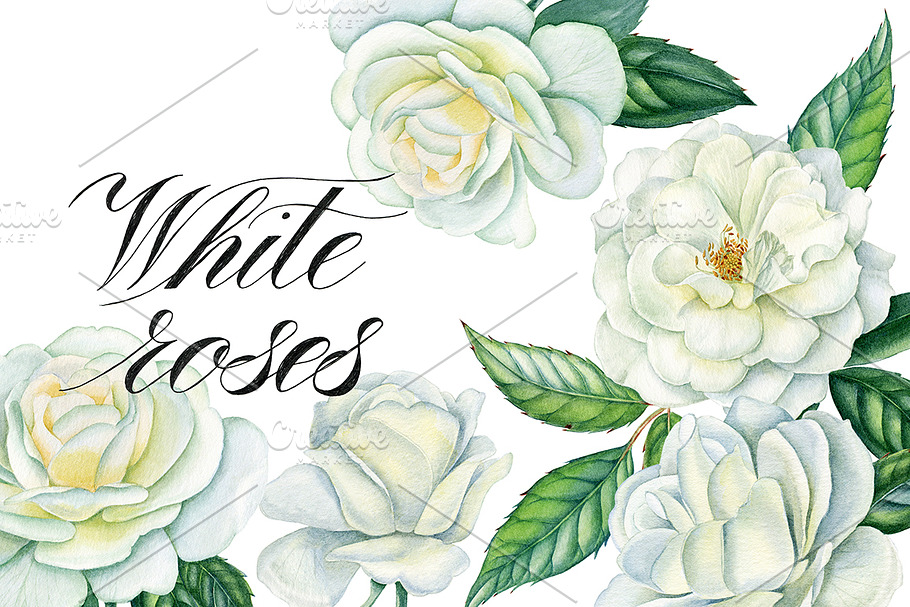 White roses in Illustrations - product preview 8