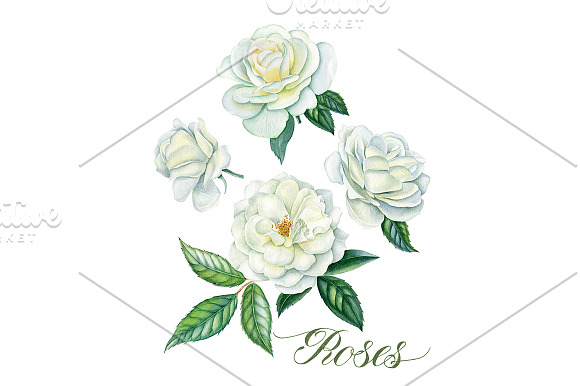White roses in Illustrations - product preview 1