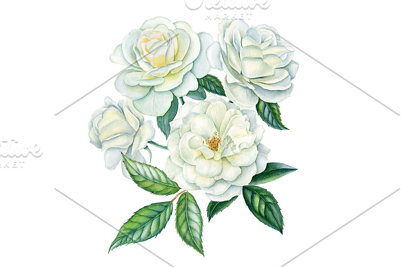 White roses in Illustrations - product preview 2