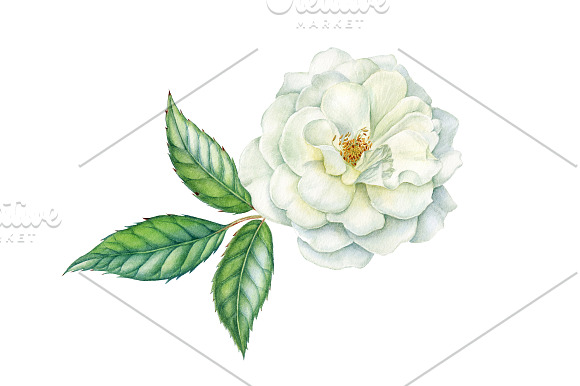 White roses in Illustrations - product preview 3