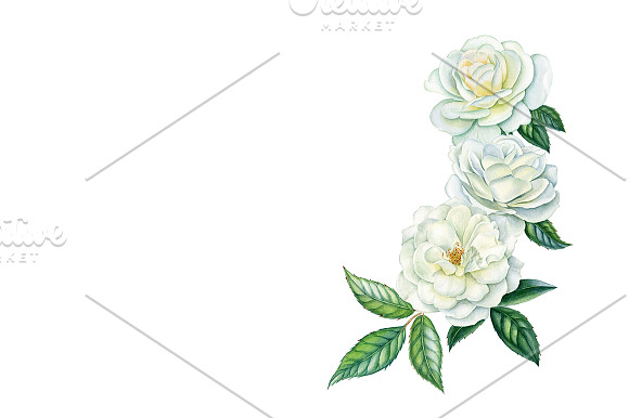 White roses in Illustrations - product preview 4