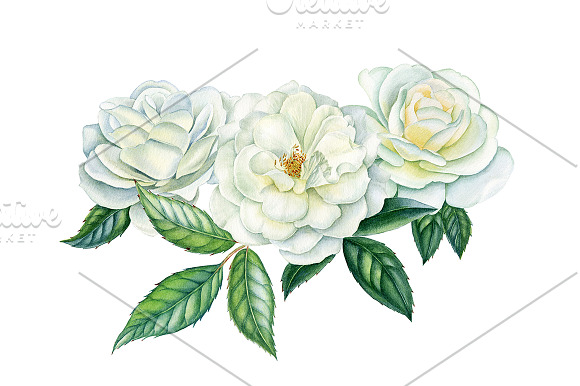 White roses in Illustrations - product preview 5