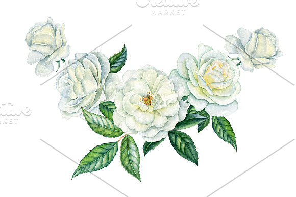 White roses in Illustrations - product preview 6